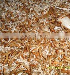 dried mealworms with best quality and reseasonable price