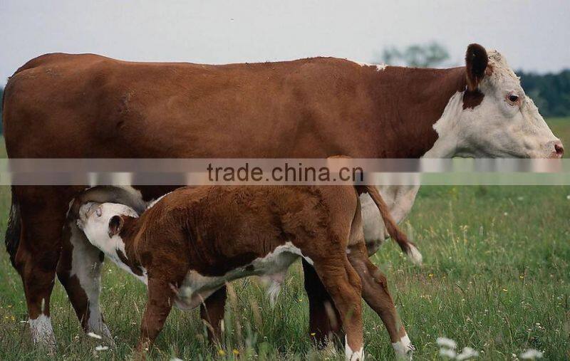 Choline Chloride 60% Corn Cob for dog food