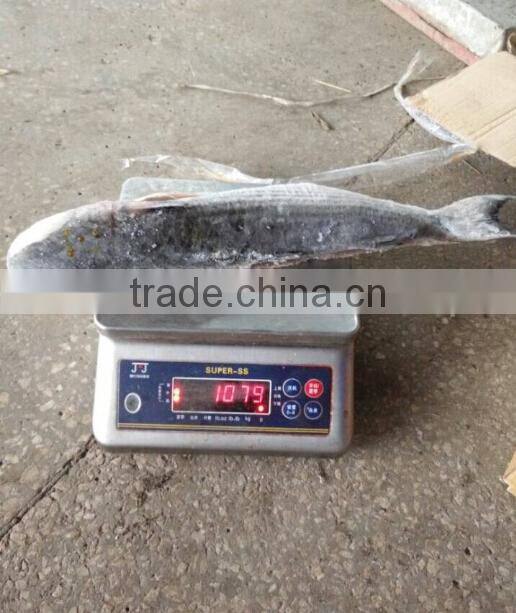 Frozen Grey Mullet