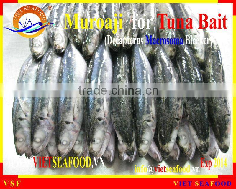 FROZEN W/R MUROAJI FOR TUNA BAIT