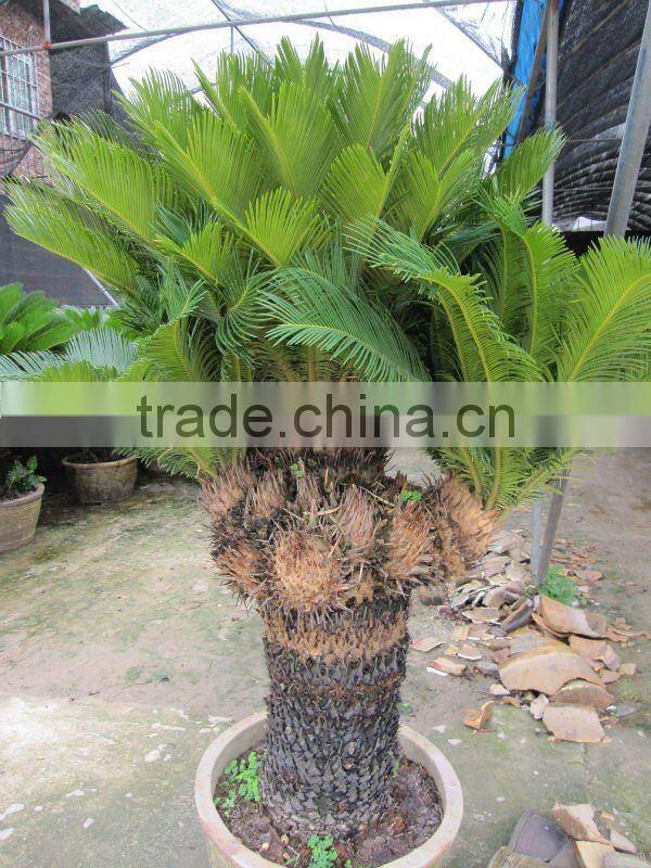 cycas revoluta multi-heads in land