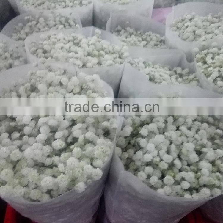 Fresh color unique flower gift gypsophila