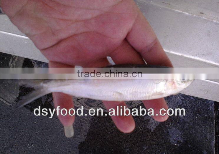 Frozen canned sardine