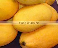hot Selling Fresh Pakistani Chaunsa Mango ( Special offer for Iran )