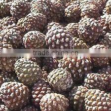 Essential Oil of Pine