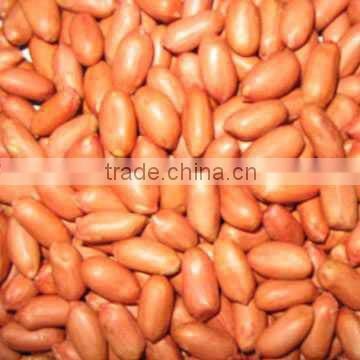 Chinese high quality Peanut in shell/without shelled