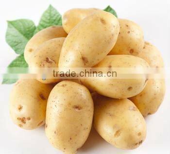 fruit and vegetable cleaning brush