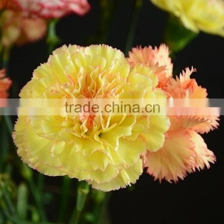 Beautiful new arrival exporters carnation