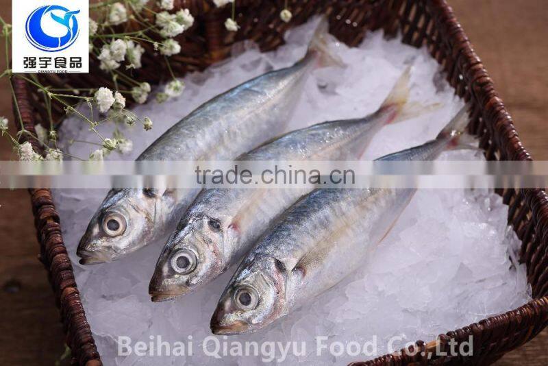 New Arrival Frozen whole round/Healess tailless gutting Blue scad Seafood