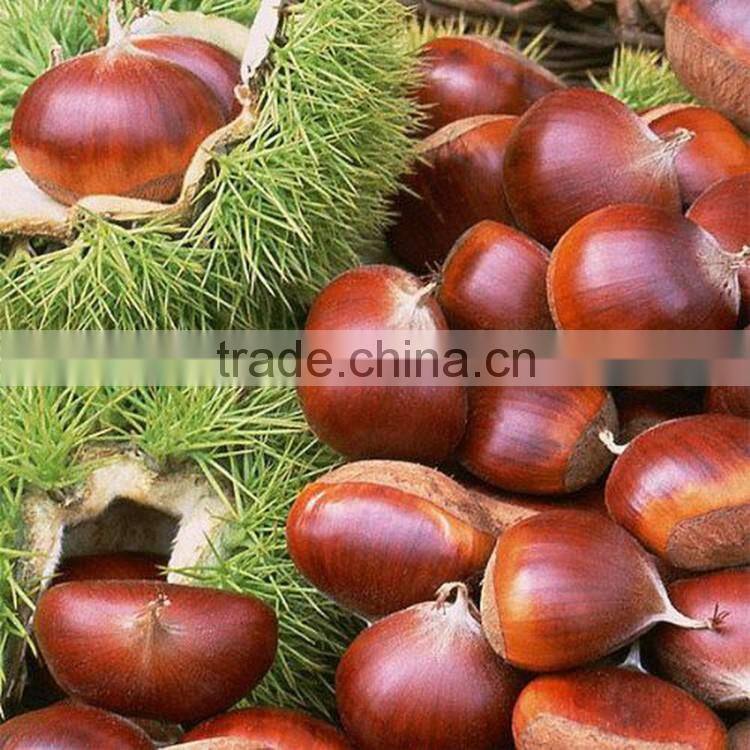 2016 raw fresh chestnuts sales Opening booking bulk chestnuts