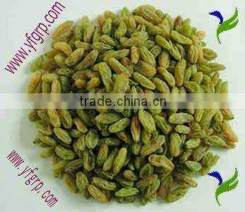 dried fruit green raisin sultana golden raisn