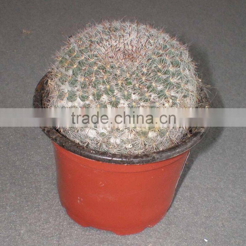 mammillaria Hahniana 5.5cm mini cactus succulent indoor plants bonsai nursery echinocactus grusonii cereus cacti opuntia dilleni