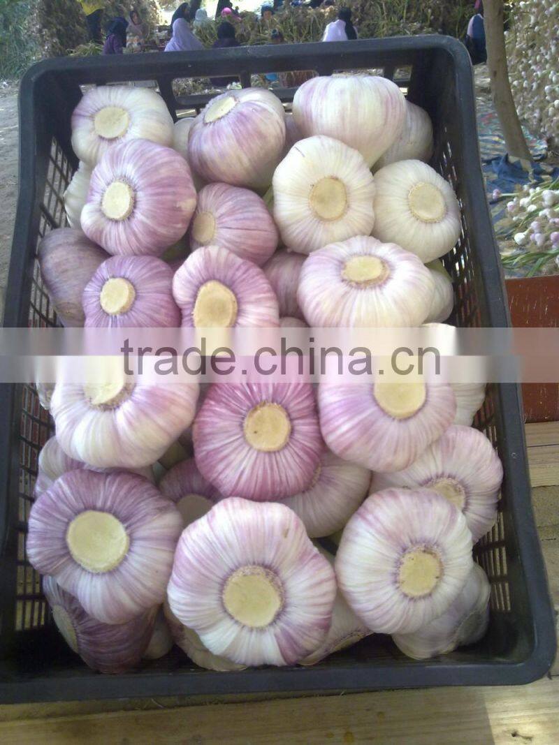 RED AND WHITE GARLIC NEW SEASON