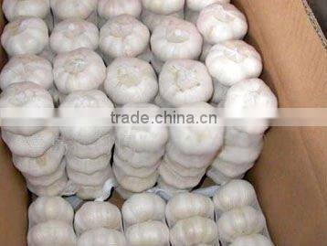 good quality fresh normal white garlic