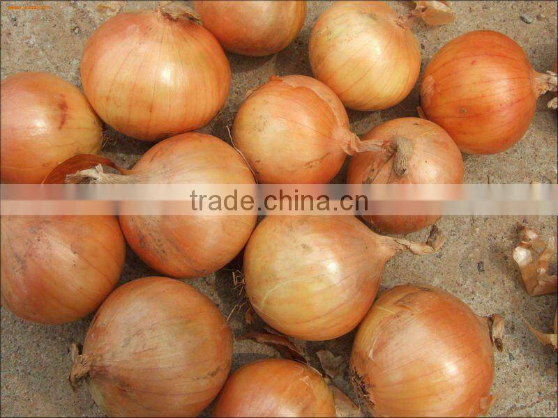 Dehydrated Ginger dry Ginger dried Ginger whole peeled