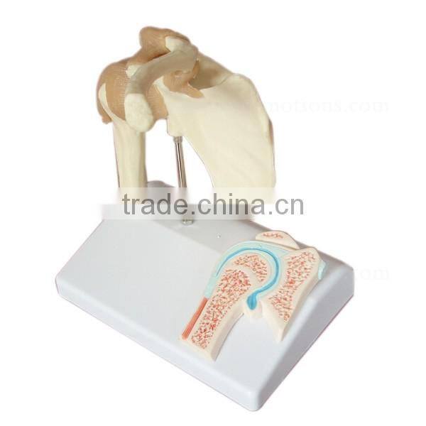 Shoulder Plastic Education Human Body Anatomy Model