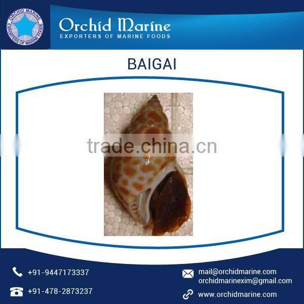Top Quality Highly Demanded Shell Baigai IQF at Low Market Price