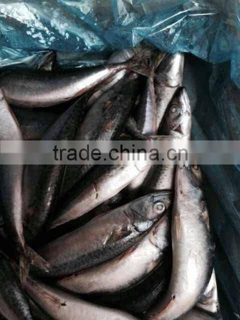 Frozen Pacific Mackerel Fish Whole Round
