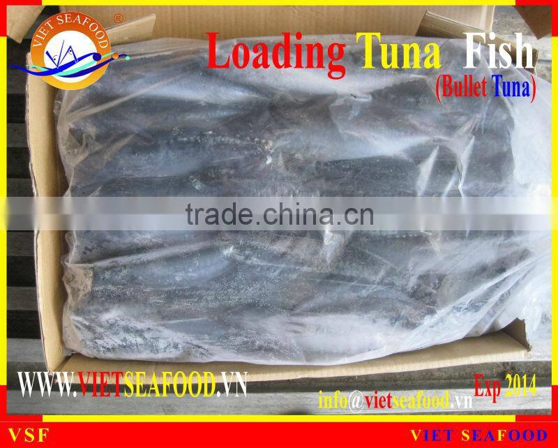 LOADING WHOLE ROUND BULLET TUNA