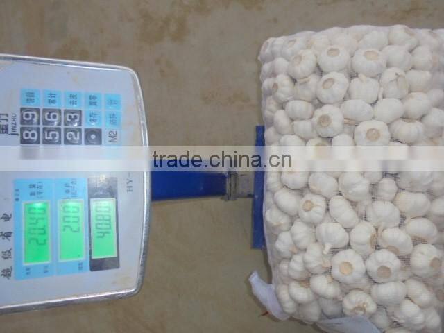 chinese pure white garlic new crop 2016 fresh best qaulity