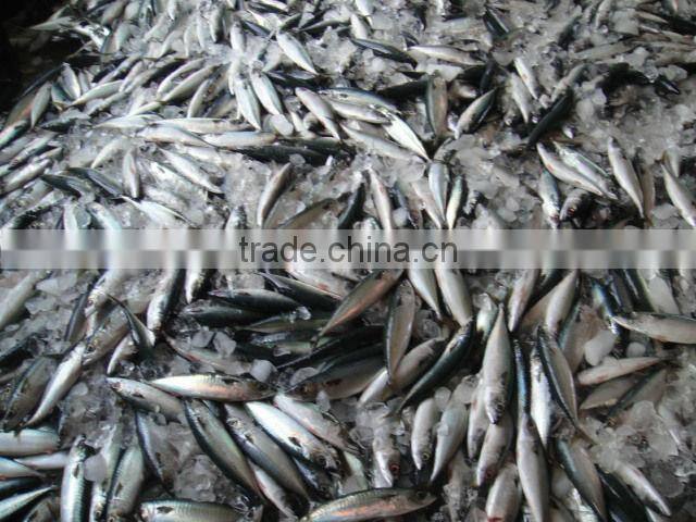 Frozen mackerel