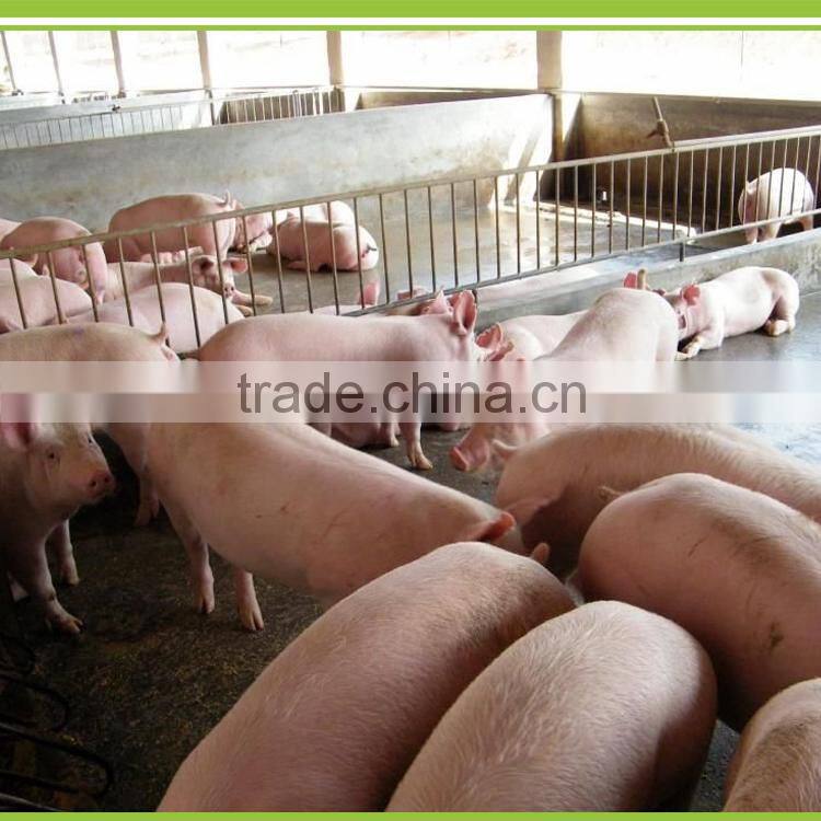 Poultry bio feed for pigs / swine biological concentrated feed