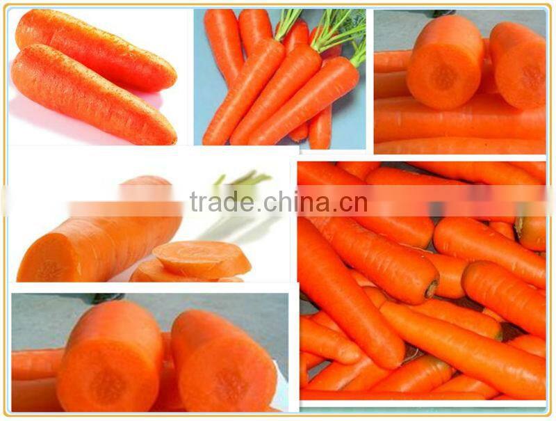 Fresh carrot hot asle