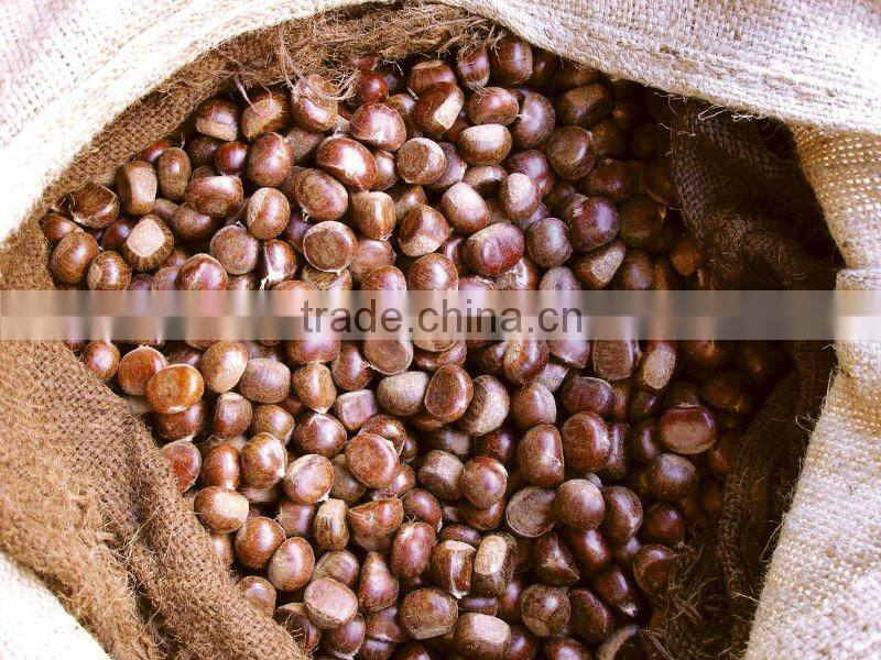 china fresh chestnut in shell