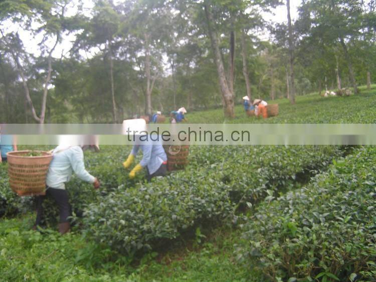 Triangle black tea bags/Black Pyramid tea bag from Vietnam