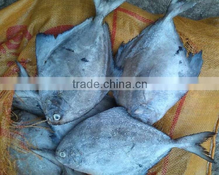 New season Seafood Frozen black pomfret W/R price