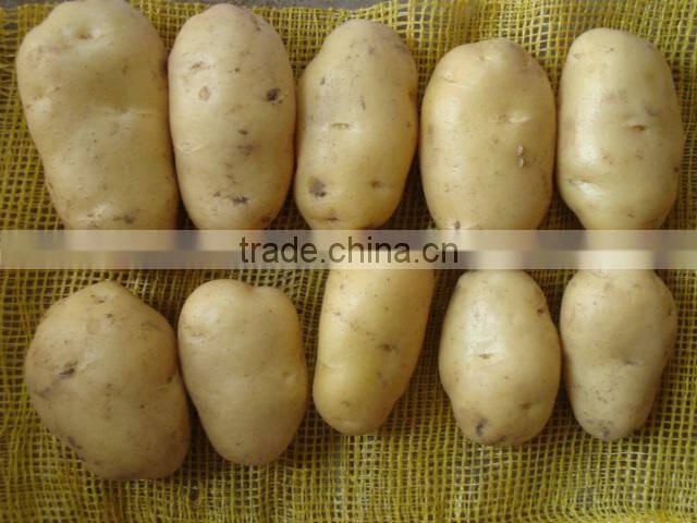 Fresh Holland Potato Bulk on Hot Selling