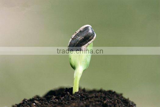 SUNFLOWER SEEDS SPECIFICATION 2013