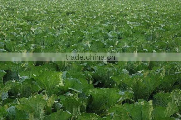 Tea Seed Pellets for Organic Fertilizer, Golf Courses, Farming, etc.