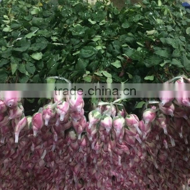 2016 Kunming fresh cut flowers fresh cut roses wholesale price