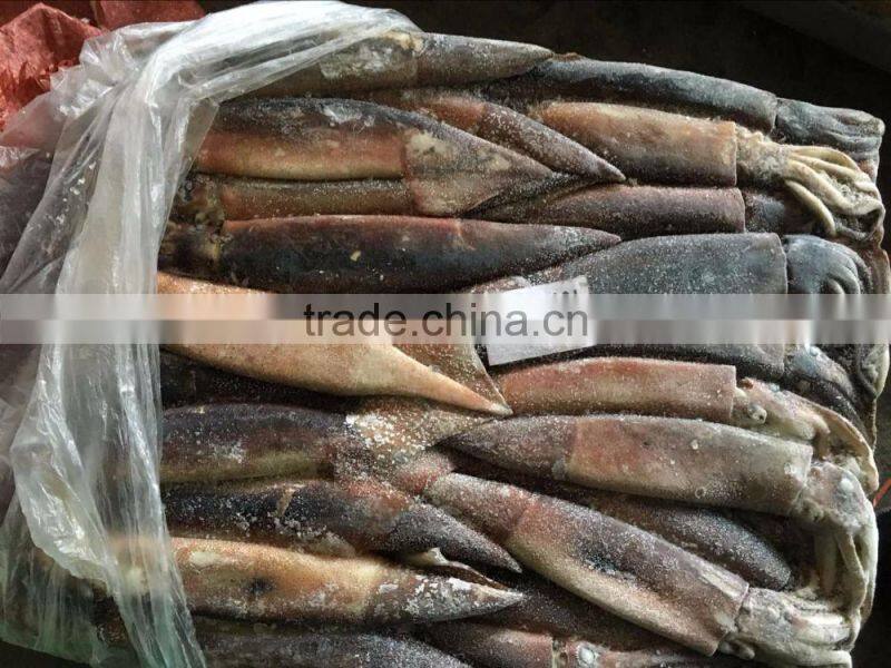Frozen Illex Squid For Bait