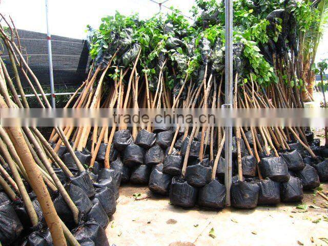 Ficus Religiosa landscaping project trees