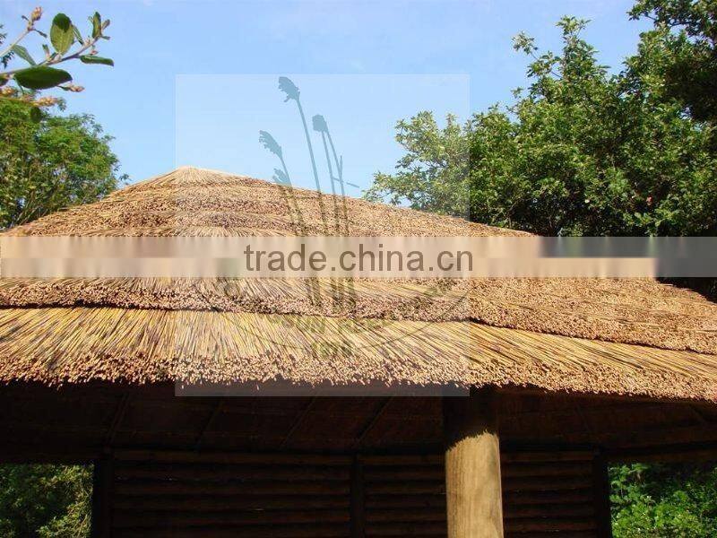 water reed for roof thatching