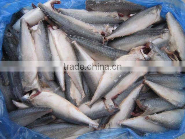 Pacific mackerel HGT