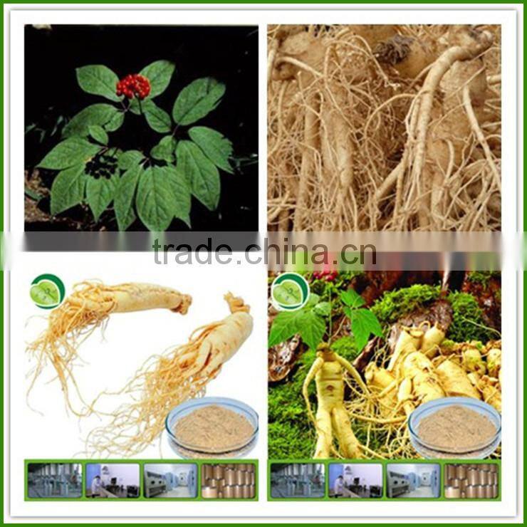 Top Quality From 11 Years experience manufacture ginseng powder