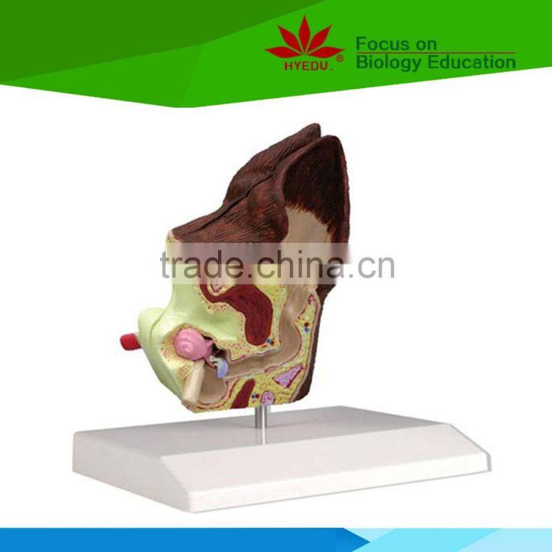 Hot sale school use dog ear anatomy model for vet
