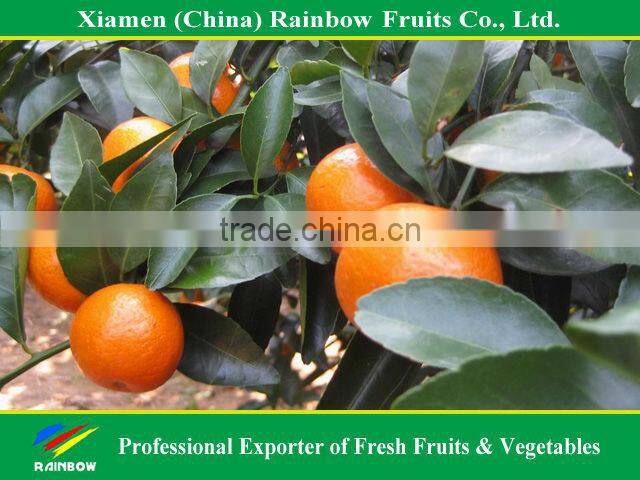 Fresh satsuma mandarin