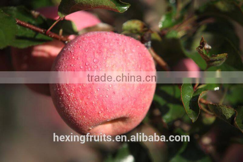 Fresh Red Shanxi Qinguan Apples Import From China