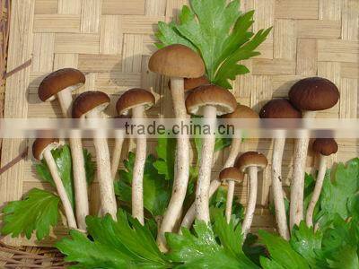 Agrocybe chaxingu Extract