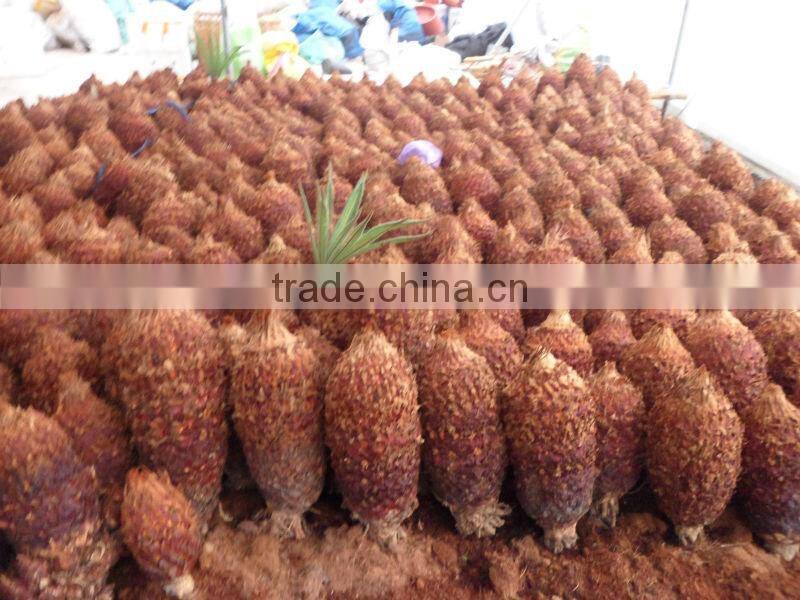Cycas Bulbs