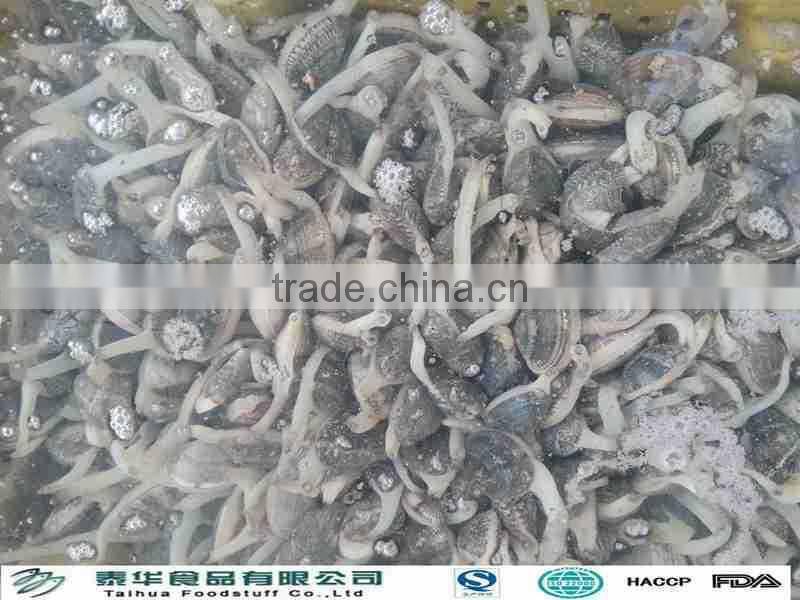 Sand and chemical free new boiled clam meat for sale