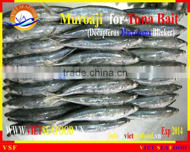 FROZEN MUROAJI FOR TUNA BAIT