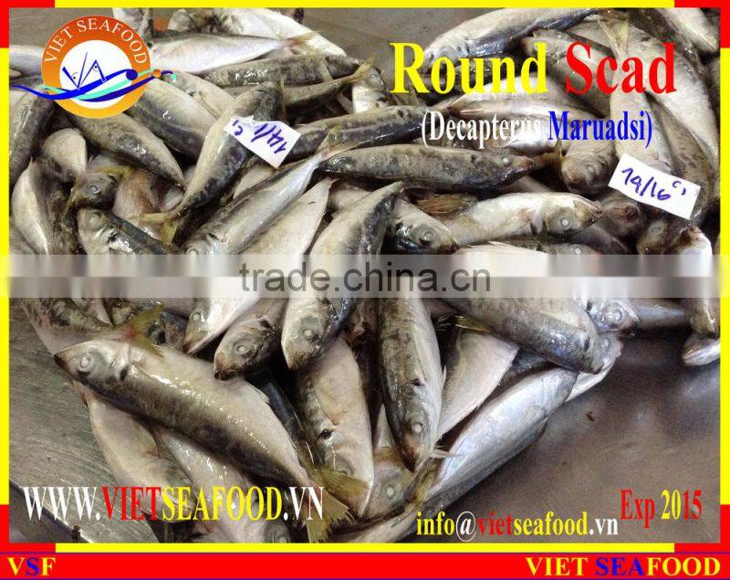 FROZEN W/R ROUND SCAD