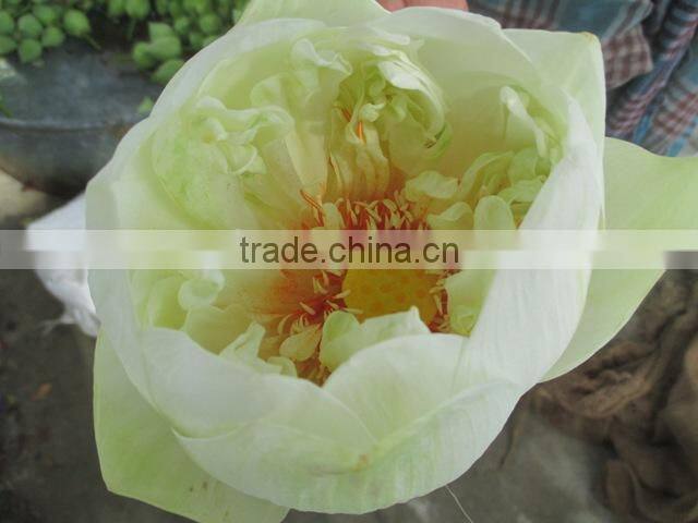 Fresh White Lotus Flower Bud Supplier in India