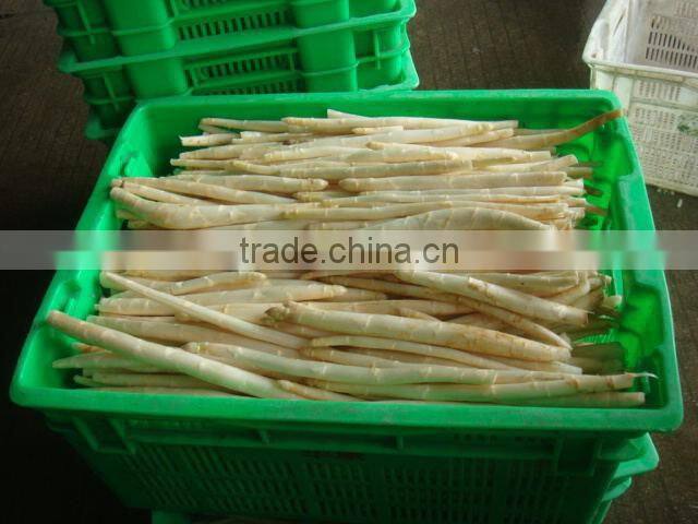 212ml/370ml/720ml Canned White Asparagus in jar with Price