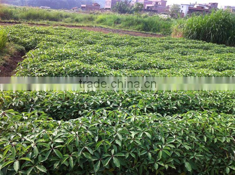 Outdoor plant bombax seedling